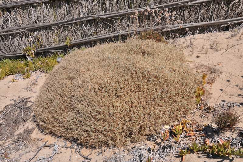 Astragalus thermensis / Astragalo di Sciacca